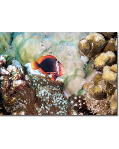 Tomato Clownfish hovering over a bubble-tip anenome