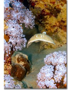 Leopard Torpedo Ray hovering by Feathery Xenid