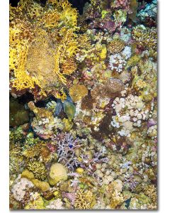 Undulated Moray Eel emerging from its lair on a reef drop-off