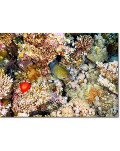 Undulated Moray within a diversity of reef life