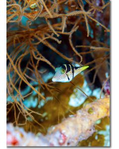 Valentinni's Sharpnose Puffer guarding its territory