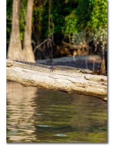 Water Monitor sunning on an ants nest