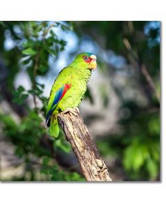 White-fronted amazon perched in a tropical forest