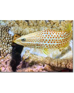 White-lined Grouper swimming over corals