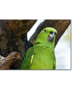 Yellow-naped Amazon close-up