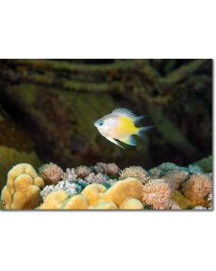 Yellowside Damselfish by branching & honeycomb corals