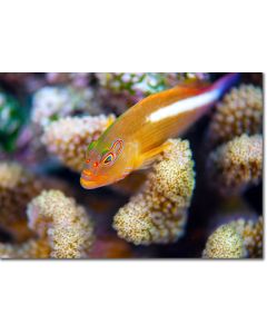 Arc-Eye Hawkfish hiding in Acropora coral