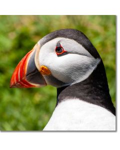 Atlantic Puffin Close-up