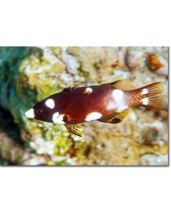 Polkadot Wrasse (female)