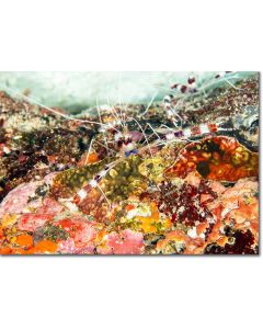 Banded coral shrimp camoflaged by the coral reef colours