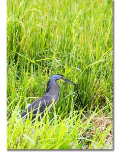 Bare-throated Tiger Heron feeding on a snake