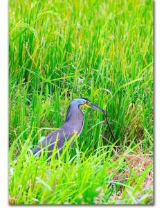 Tiger heron with snake poster