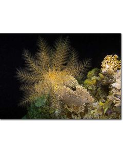 Basket Star unfurled on the reef at night