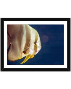 Batfish framed poster