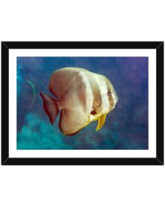 Longfin batfish (Platax teira) framed poster