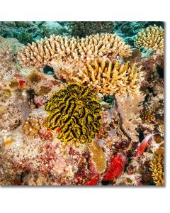 Bennett's Feather Star blossoming amid the reef