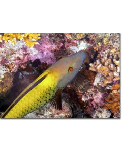 Bi-color Parrotfish, feeding on the reef showing its amber eyes