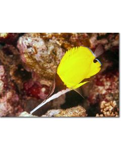 Big Longnose Butterflyfish foraging for invertebrates