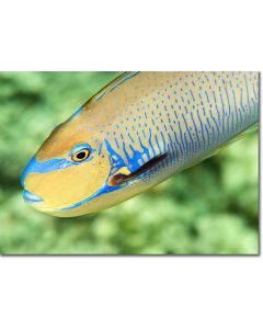 Bignose Unicornfish descending through the reef 