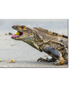 Black Ctenosaur Feeding on the Beach