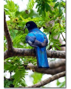 Trogon perched on an Acacia