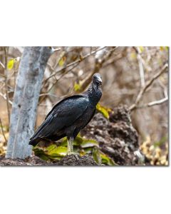 American black vulture, scavenger of the tropical dry forest