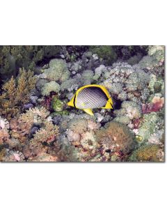 Blackback Butterflyfish swimming over soft corals