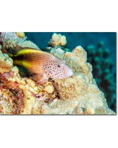 Blackside Hawkfish