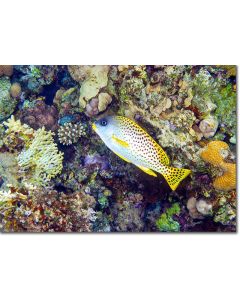 Landscape of corals with a Blackspotted Rubberlip