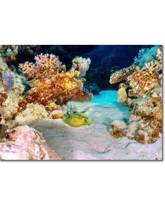 Ribbontail ray perfectly poised in a coral nook