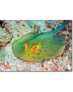 Blue spotted ribbontail ray, eye of a ray