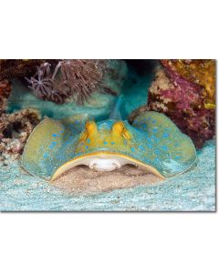 Blue spotted ribbontail ray peeping up from the corals