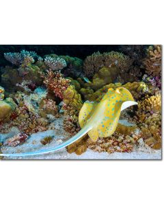 Ribbontail ray undulating over a rocky seabed