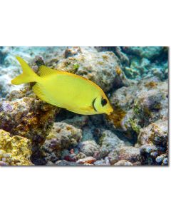 Blue-spotted Spinefoot swooping down to feed