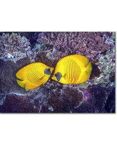 Bluecheek Butterflyfish nestled in the reef