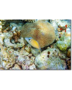 Boomerang Triggerfish timidly hiding by a plate coral