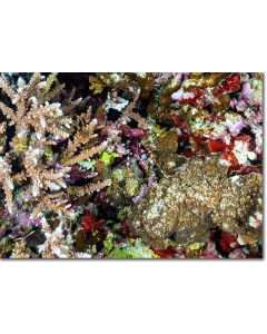 Boxer shrimp nestled among an array of spectacuarly coloured corals