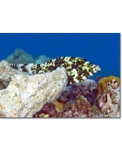 Broomtail Filefish playing peek-a-boo