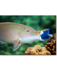 Candelamoa Parrotfish at a cleaning station - Open Wide!