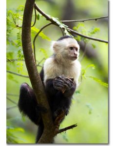 Capuchin Monkey feeding in an Acacia Tree