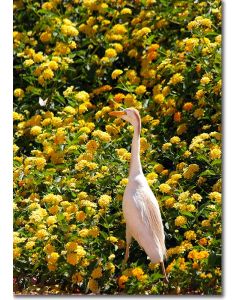 Cattle egret on a butterfly hunt