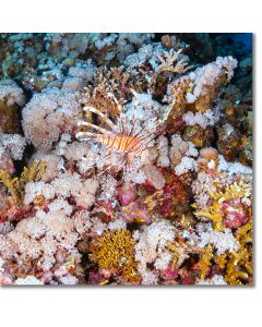 Common Lionfish surrounded by golden corals