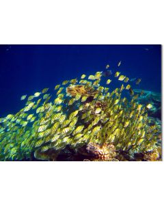 Convict Surgeonfish swarming over the reef