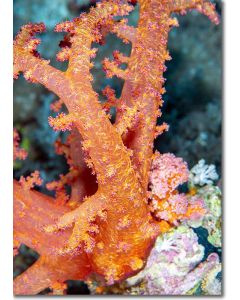 Spicules tree coral polyps