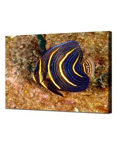 Cortez Angelfish juvenile nibbling on algae