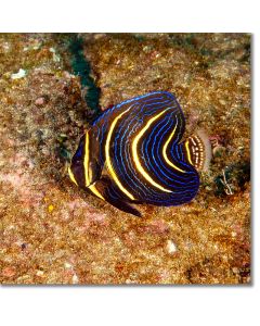 Cortez Angelfish juvenile nibbling on algae