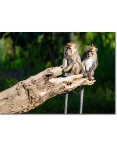 Crab-eating Macaques perched on a fallen tree