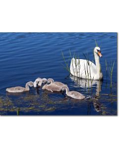 Mute Swan - Quintet of cygnets