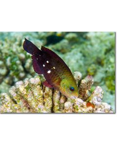 Daisy Parrotfish nibbling on Acropora Coral