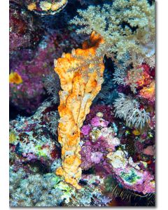 Elephant ear sponge (Stylissa carteri)